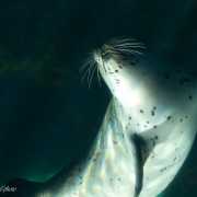 Phoque veau-marin