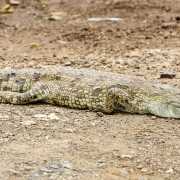 Crocodile Afrique du sud