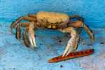 Crabe terrestre Cuba