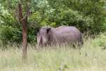 Rhinocéros Afrique du sud