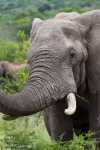 Eléphant Afrique du sud