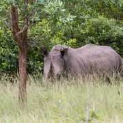 Rhinocéros Afrique du sud