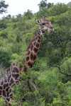 Girafe Afrique du sud