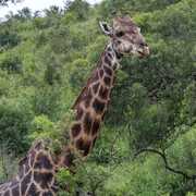 Girafe Afrique du sud