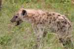 Hyène Afrique du sud