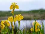Iris des marais, étang du Loch, Guidel