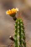 Fleur de cactus (Pérou)