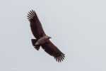Condor juvénile (Pérou)