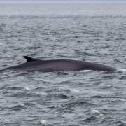 Baleine, baie de Tadousac, Canada