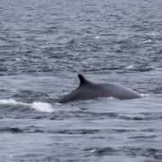 Baleine, baie de Tadousac, Canada