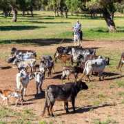 Travail des taureaux chez Alvaro Domecq - Medina Sidonia