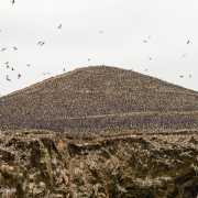 Iles Balestas, colonies de fous variés - Pérou 2018