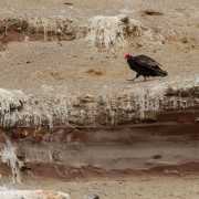 Iles Balestas, vautour - Pérou 2018