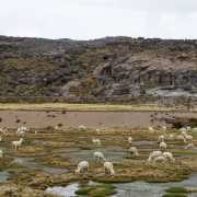 Lamas et Alpacas - Pérou 2018
