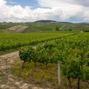 Vignobles près de Favaios