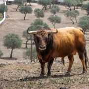 Elevage de taureaux de Joaquim Grave, La Galeana