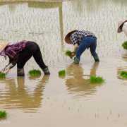 Repiquage du riz, Vietnam 2020