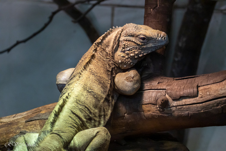 Reptiles
