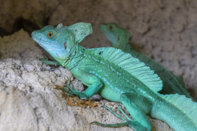 Basilic vert