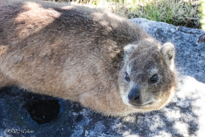 Dassie, Afrique du sud