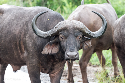 Buffle, Afrique du sud