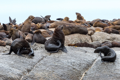 Otaries à fourrure, Afrique du sud