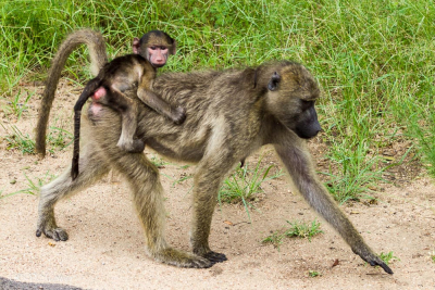 Babouin et petit, Afrique du sud