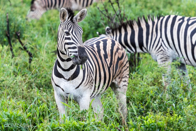 Zèbre, Afrique du sud