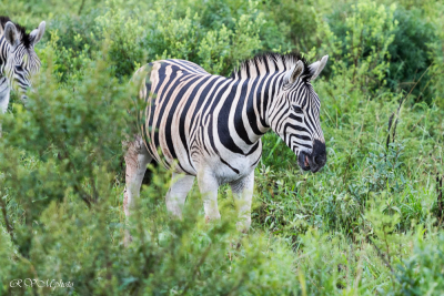 Zèbre, Afrique du sud