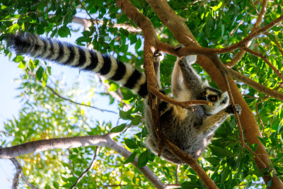 Lémur maki catta, Madagascar