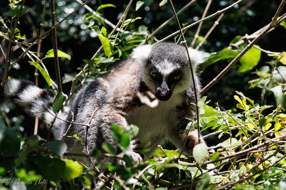 Lémur maki catta, Madagascar