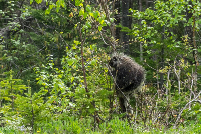 Porc Epic, Canada