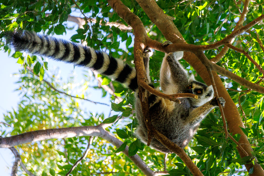Lémur maki catta, Madagascar