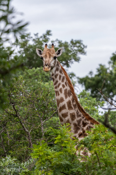 Girafe, Afrique du sud