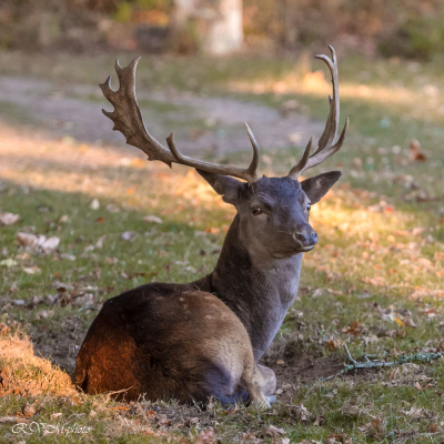 Daim au parc du Sterou