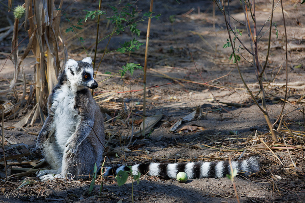 Lémur maki catta, réserve d'Anja, Madagascar