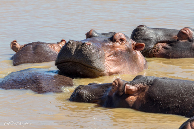 Hippopotame, Afrique du sud