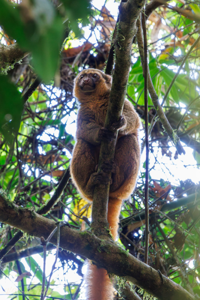 Lémur bambou doré, Madagascar