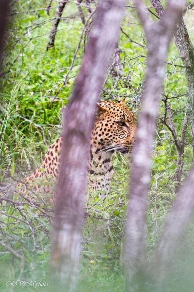 Léopard, Afrique du sud