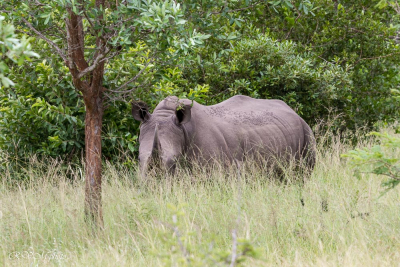 Rhinocéros, Afrique du sud