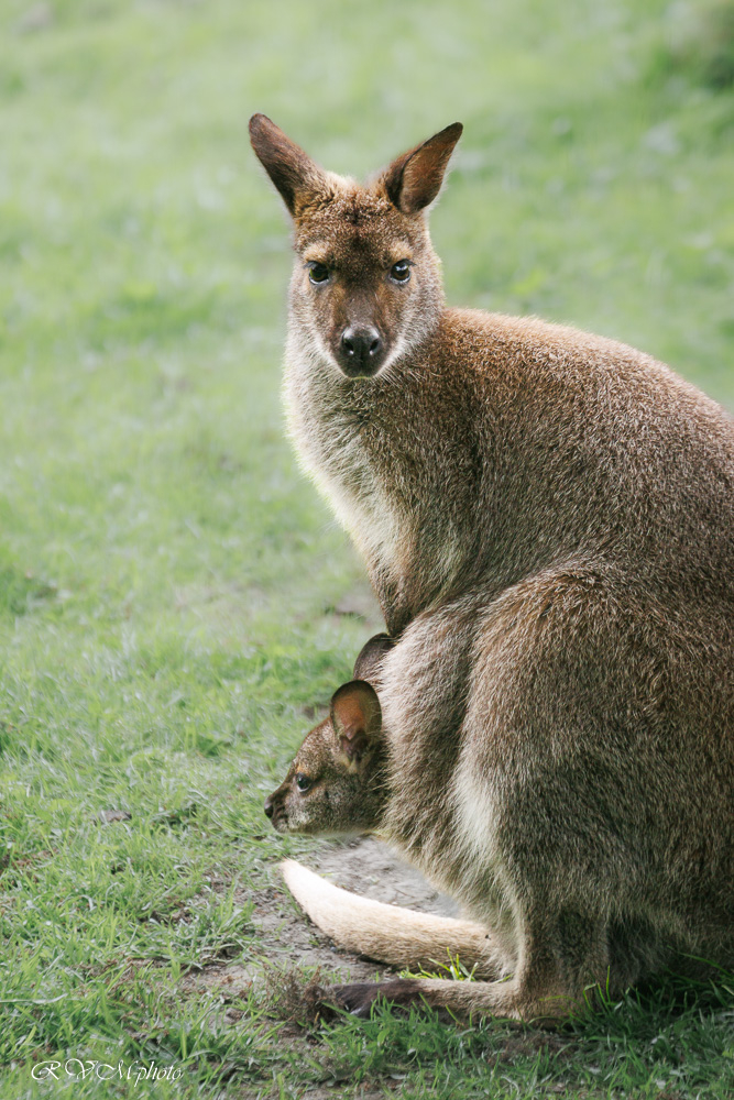 Maman wallaby