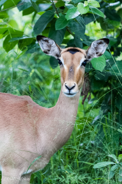 Impala, Afrique du sud