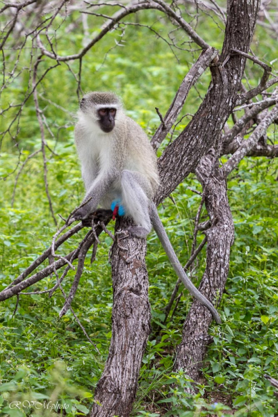 Babouin vervet, Afrique du sud