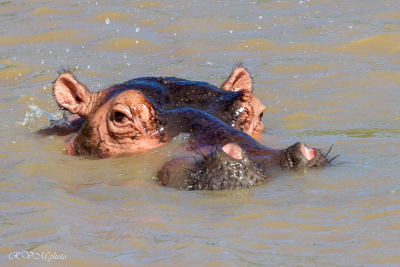 Hippopotame, Afrique du sud