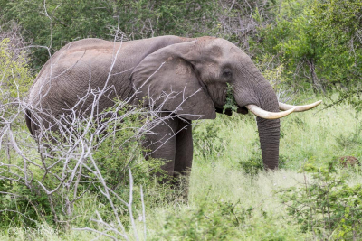 Eléphant, Afrique du sud