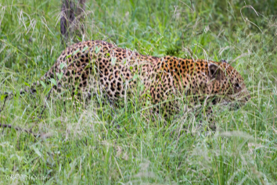 Léopard, Afrique du sud