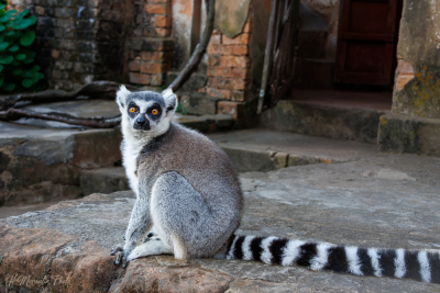 Lémur maki catta, Madagascar
