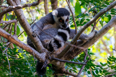 Lémur maki catta, Madagascar