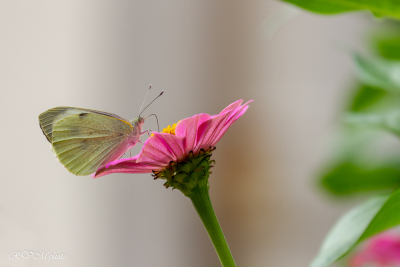 Pieride du chou sur une fleur de zinia
