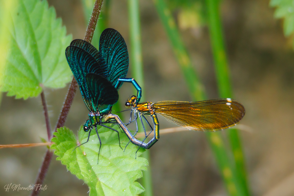 Calopteryx éclatant, accouplement
